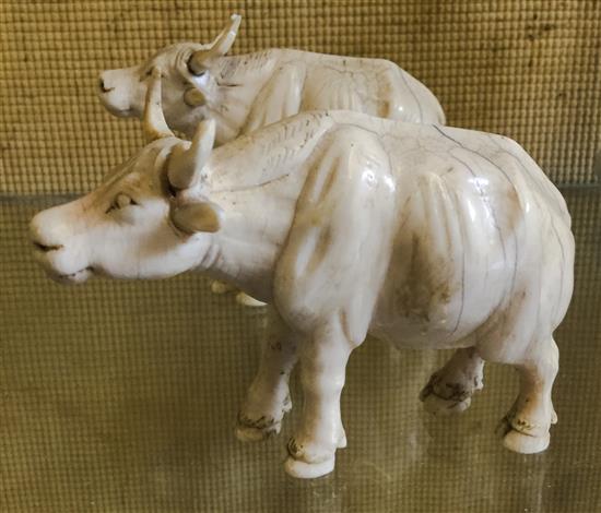 Two Indian ivory buffalo figures